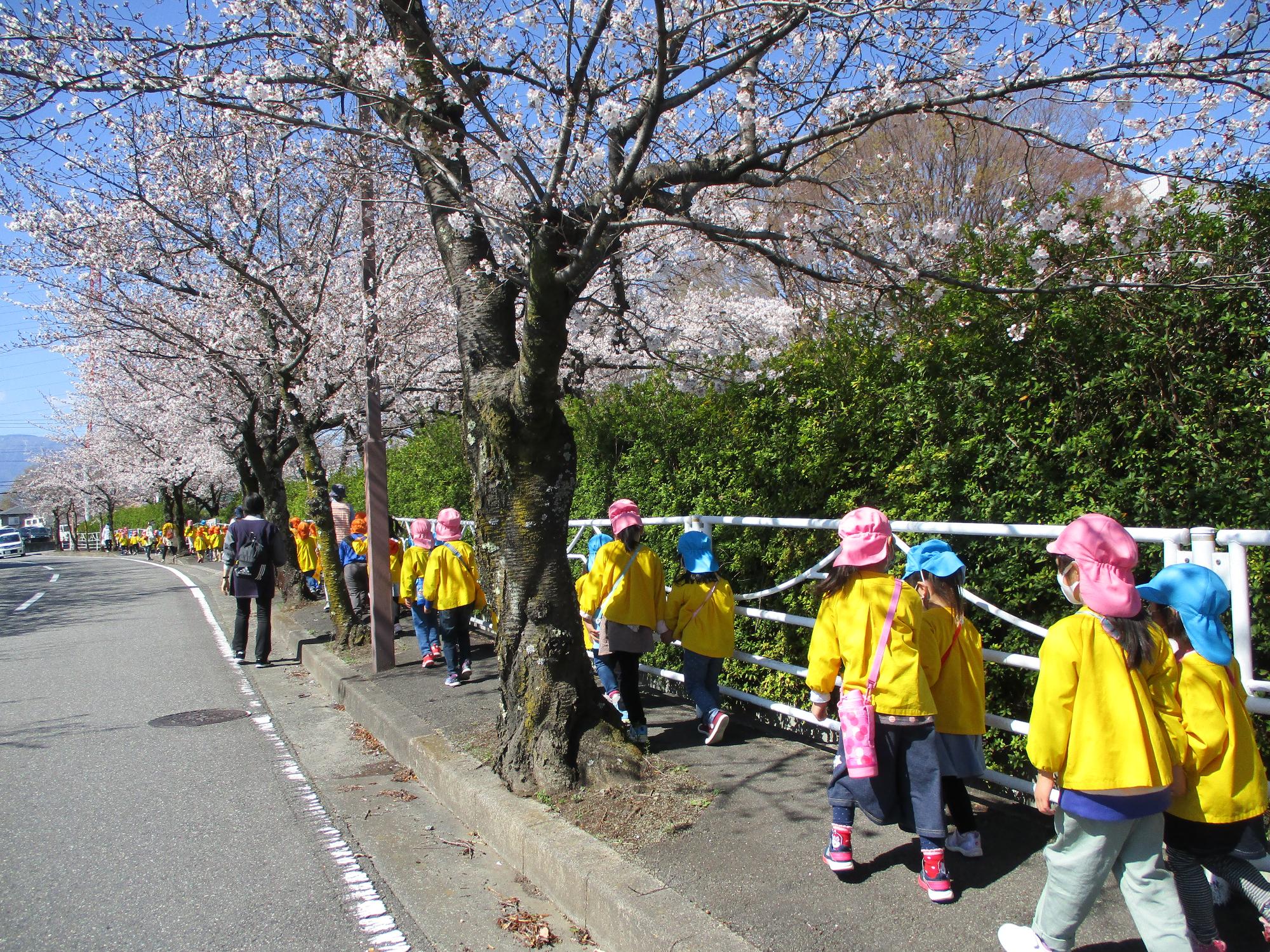 ひまわり・さくら・すみれ組お散歩1