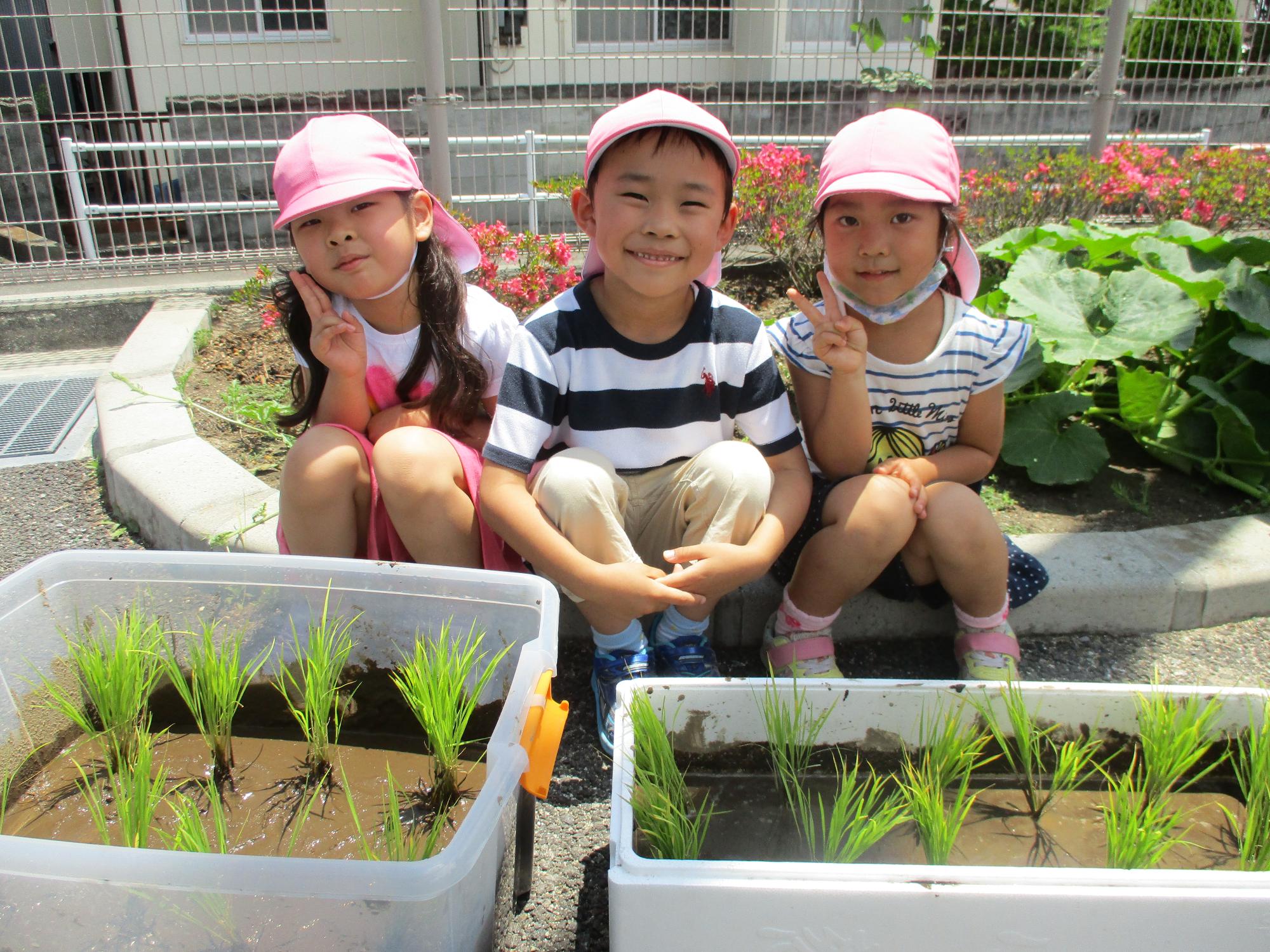 保育園でミニ田んぼを作り田植えをしたもも組の写真です。