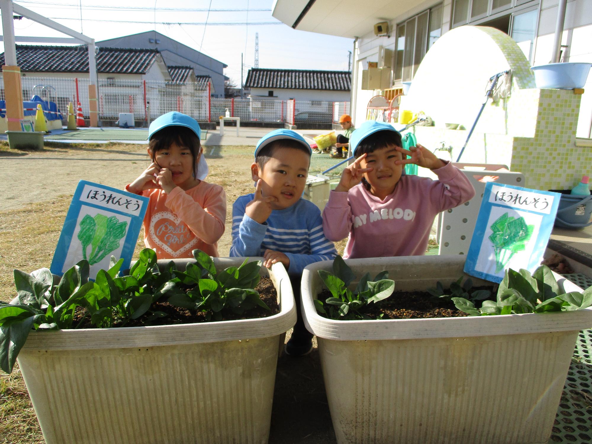 ほうれん草収穫