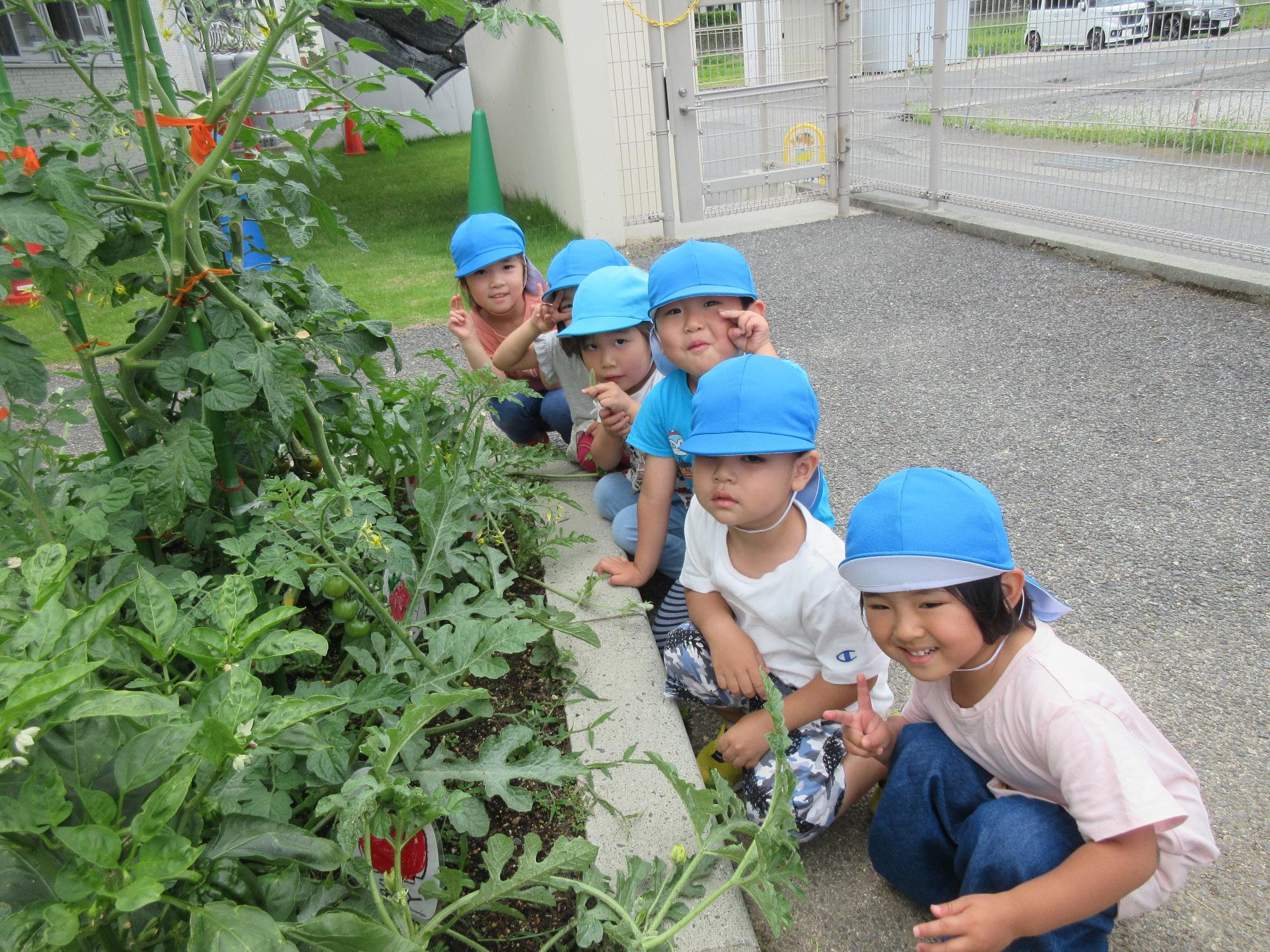 野菜を観察するあお組