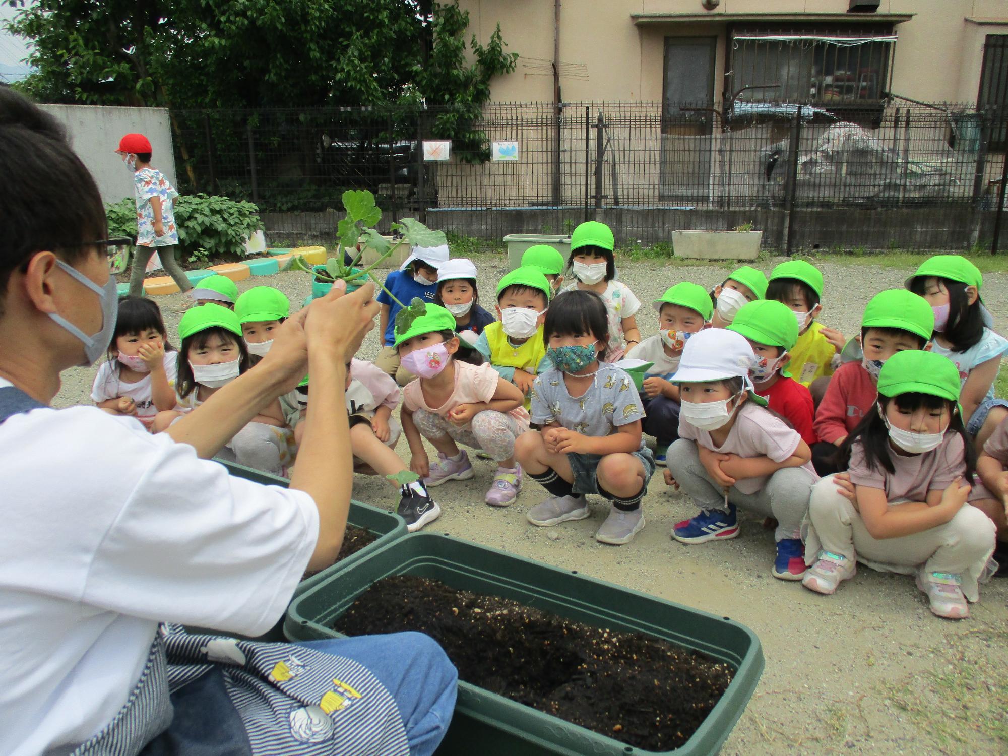 野菜の苗植え