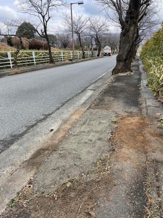街路樹撤去後