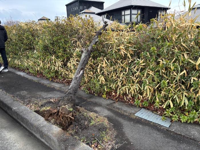 街路樹撤去前