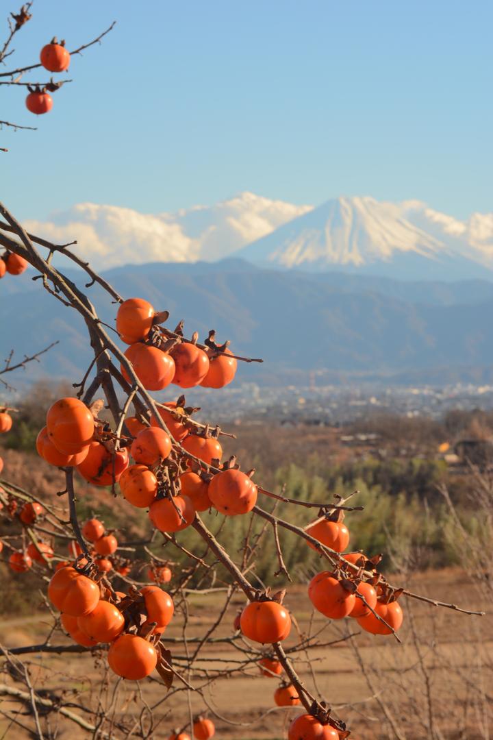 柿と富士の写真