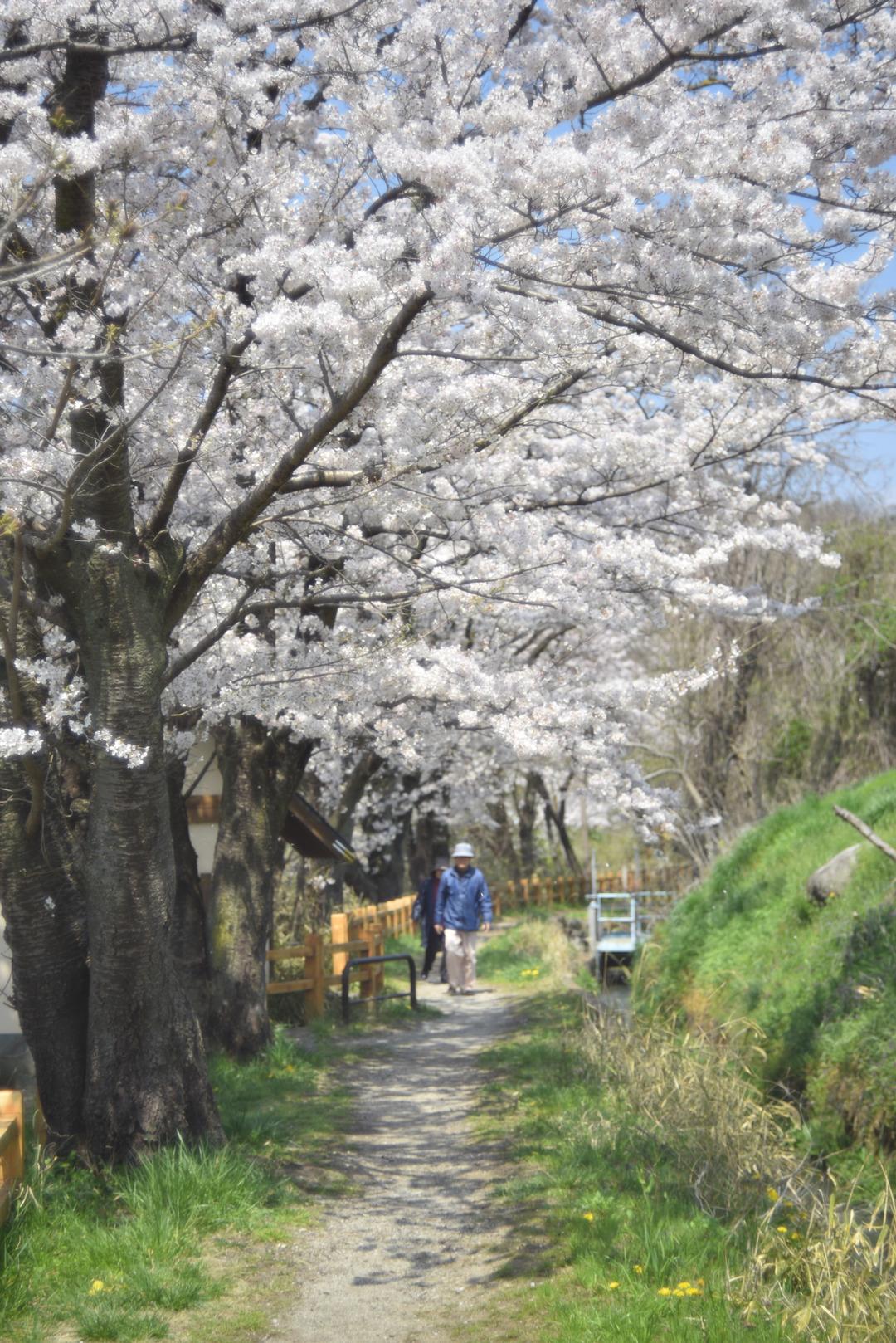 2017年矢木羽湖桜の写真
