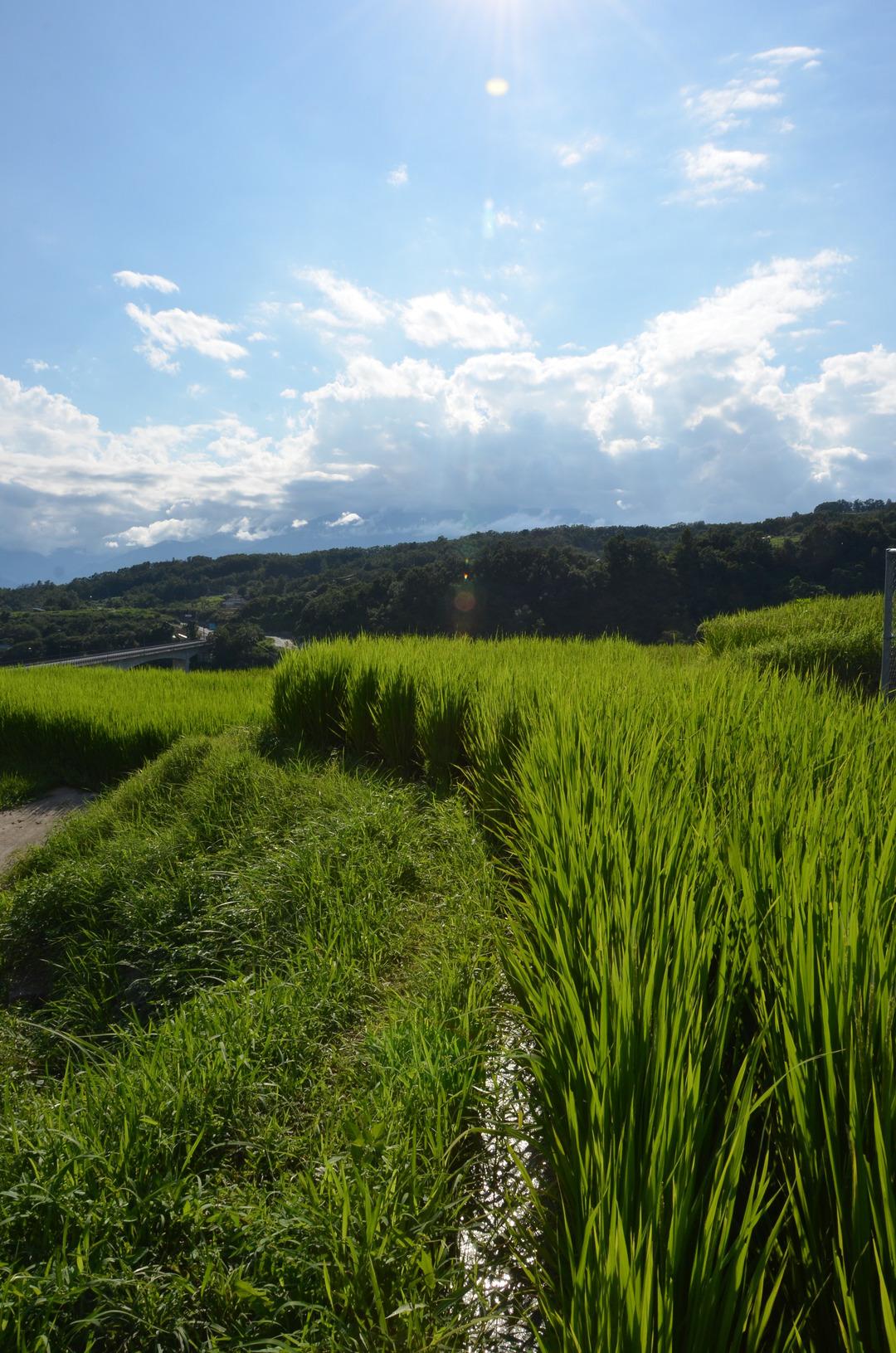 棚田の景色の写真