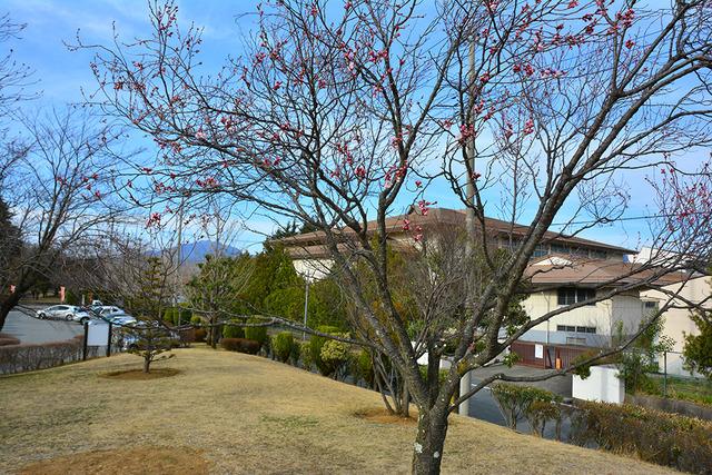 西八幡公園のフジザクラの写真1