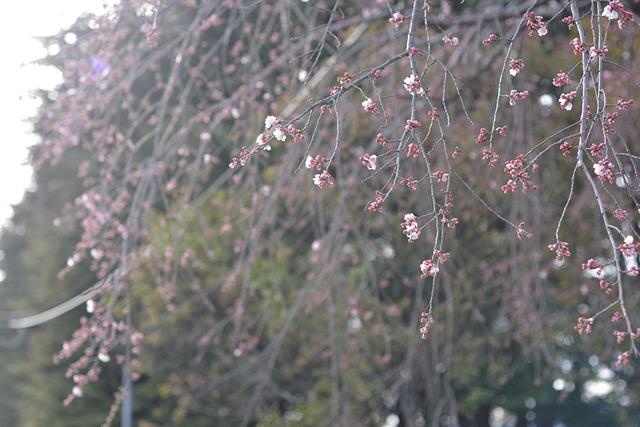 釜無川スポーツ公園南側のシダレザクラの写真2