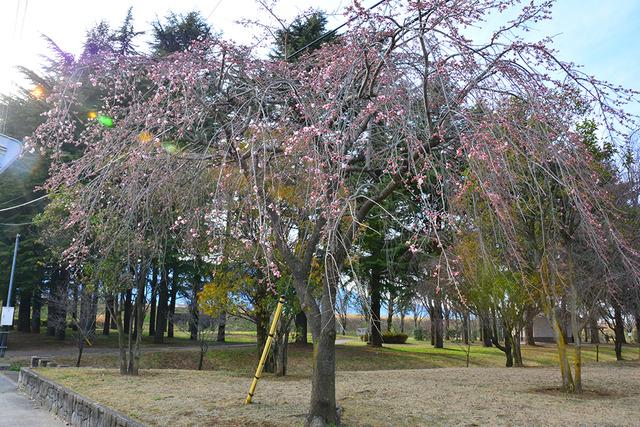 釜無川スポーツ公園南側のシダレザクラの写真1