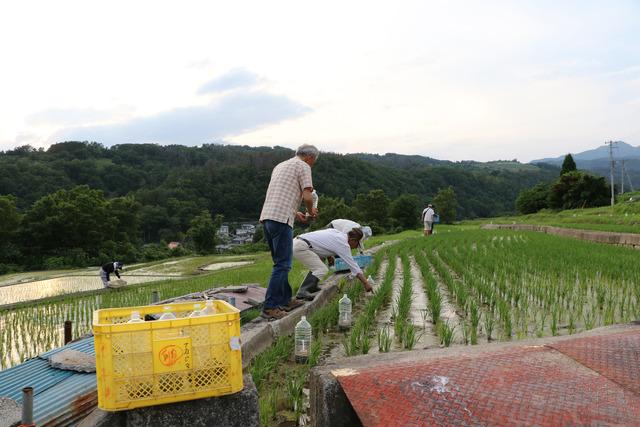 田んぼにろうそくを並べる人の写真