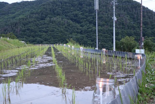 火がついたろうそくが田んぼに並べられている写真