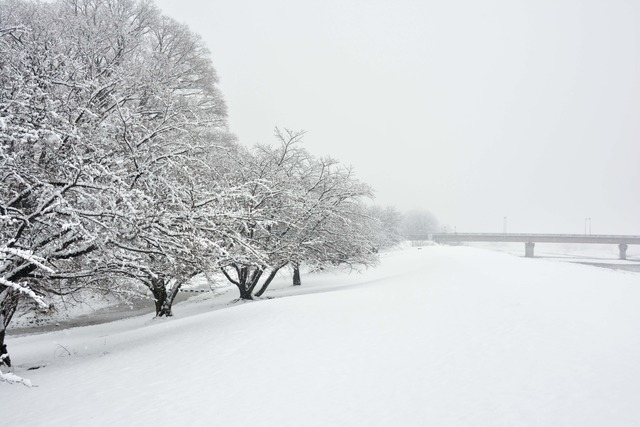 川辺の木も地面も雪で真っ白になっている写真