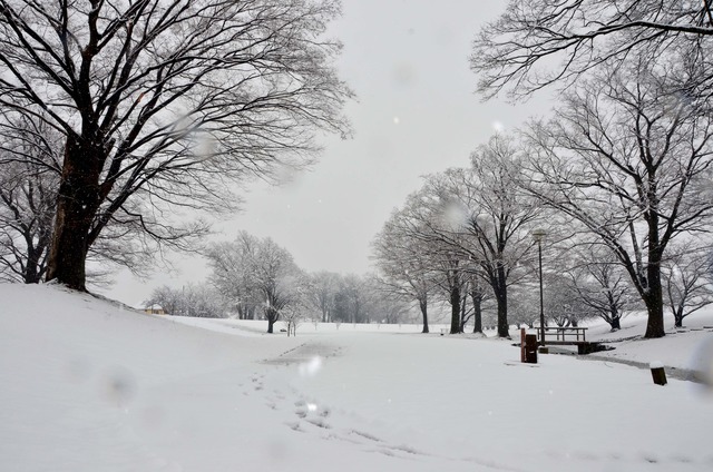 雪で一面覆われた信玄堤公園の写真