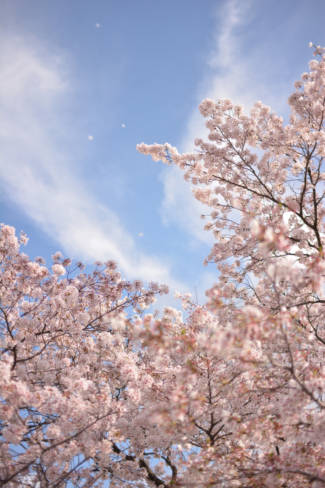 2016年桜の写真