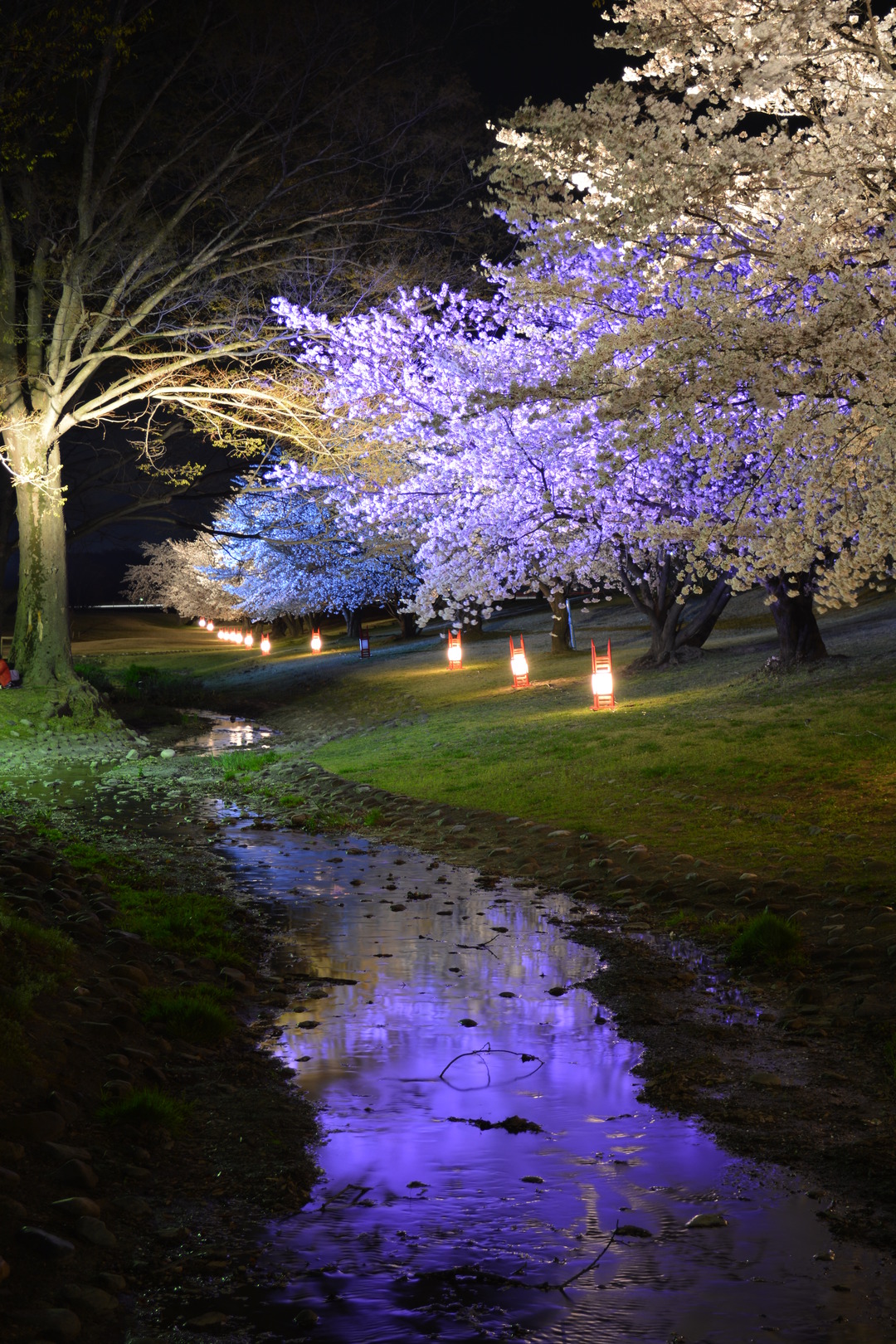 桜ライトアップの写真