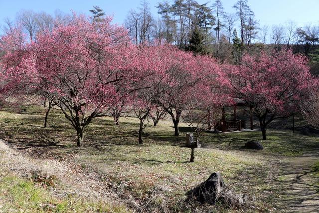 満開に咲く梅の木が並んでいる写真