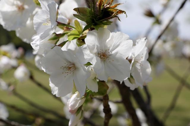 信玄堤公園にある太白桜の花の拡大写真