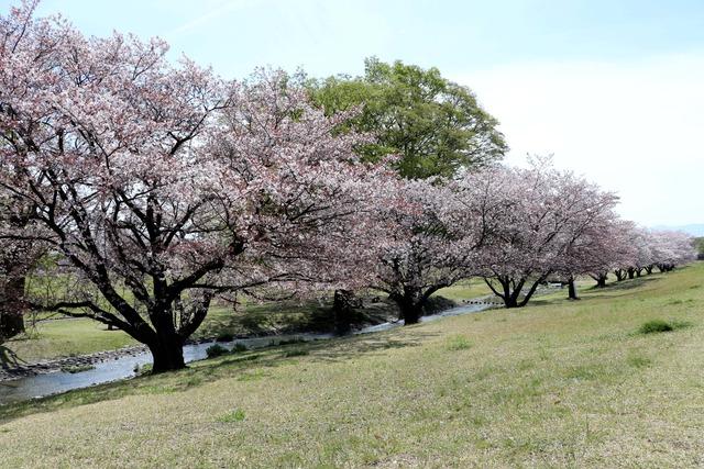 花びらが散り始めた信玄堤公園のサクラの木々の写真