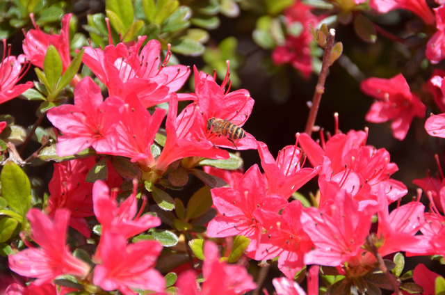 ツツジの花にハチがとまっている写真