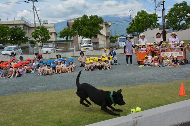 セラピードッグの様子の写真2