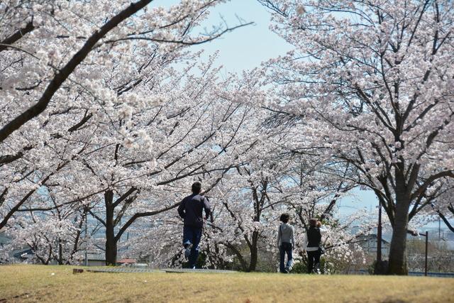 ドラゴンパーク（赤坂台総合公園）の写真1