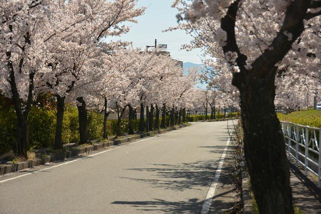 竜王赤坂ソフトパークの桜並木の写真