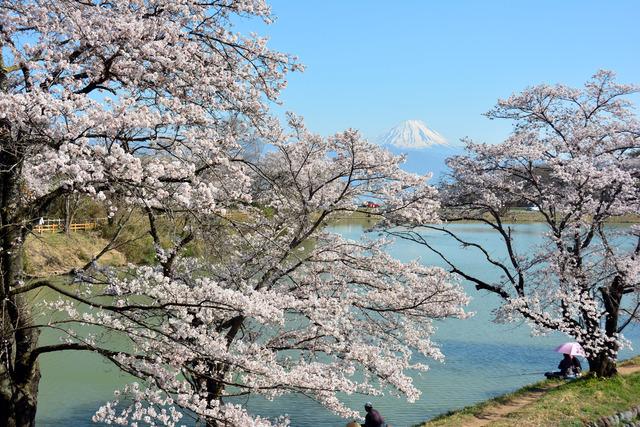 矢木羽湖の桜の写真