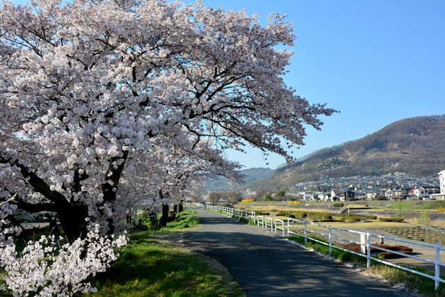 上条河原の桜が満開に咲いている写真