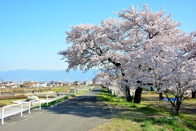 土手沿いの桜が満開に咲いている写真