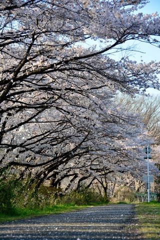 信玄堤の満開の桜のトンネルの写真
