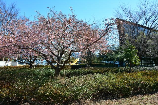 玉幡公園の河津桜の写真1