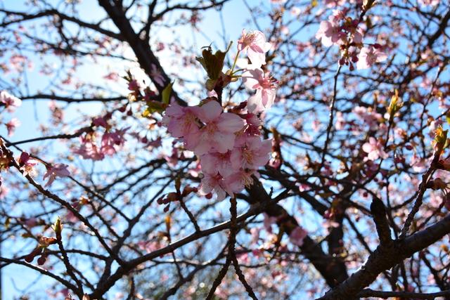 玉幡公園の河津桜の写真2