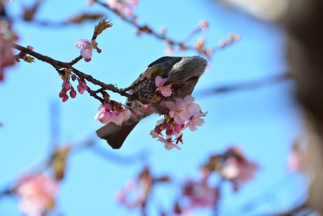 玉幡公園の河津桜の写真3