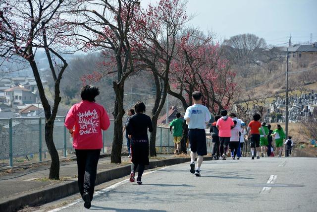 (写真)敷島総合公園南の満開の梅とランナーたち