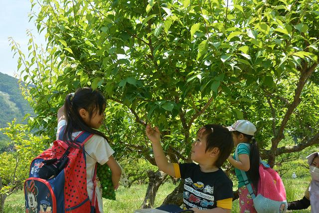 子どもたちが木になっている梅を探している写真