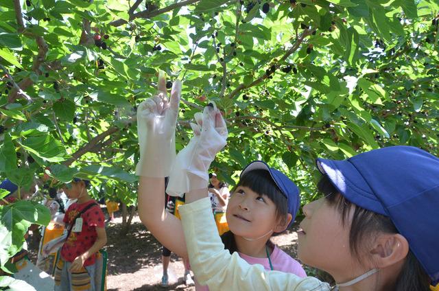 熟した実をつぶさないように、そっと桑の実を摘んでいる子ども達の写真