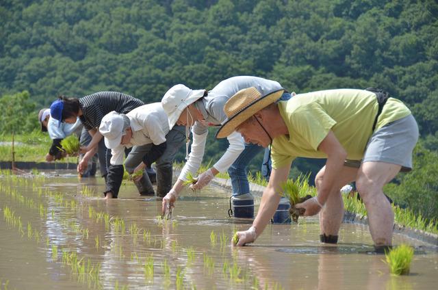 (写真)テンポよく苗を植えていく参加者たち