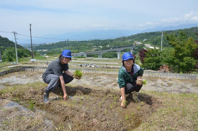 (写真)笑顔で田植えをする学生たち