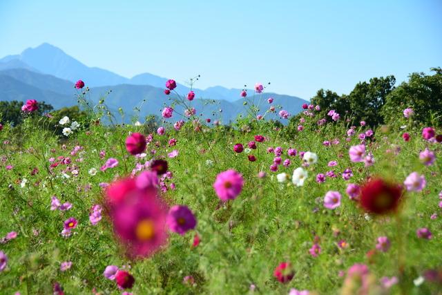 山々の稜線と岩森コスモス畑の写真