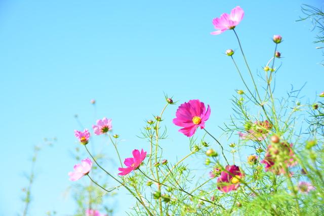 青空が広がる岩森コスモス畑の写真