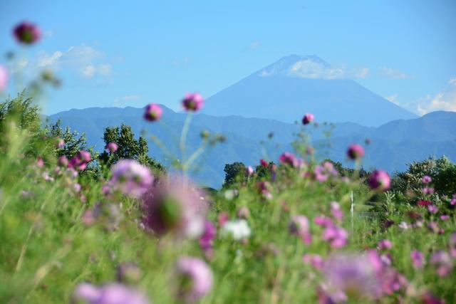 山々の稜線と岩森コスモス畑の写真