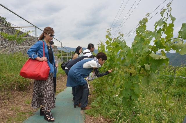 ワイン畑を見学している参加者たちの写真