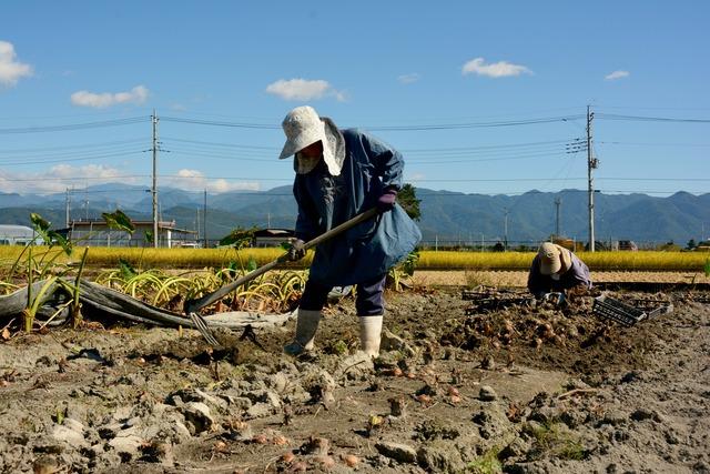 やはたいもを収穫している様子の写真