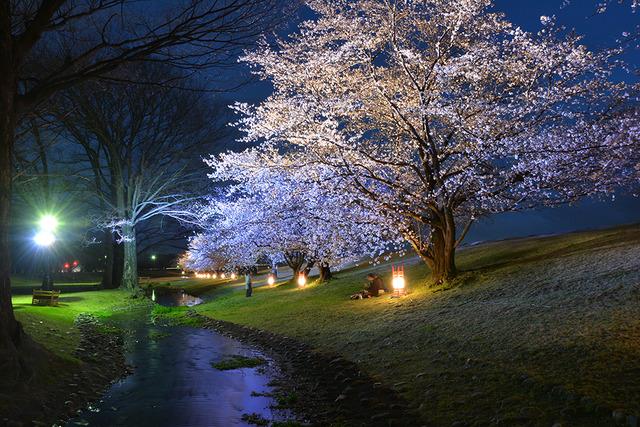 信玄堤公園桜ライトアップの写真1