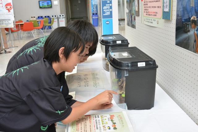 鈴虫の入った箱を見ている子どもの写真