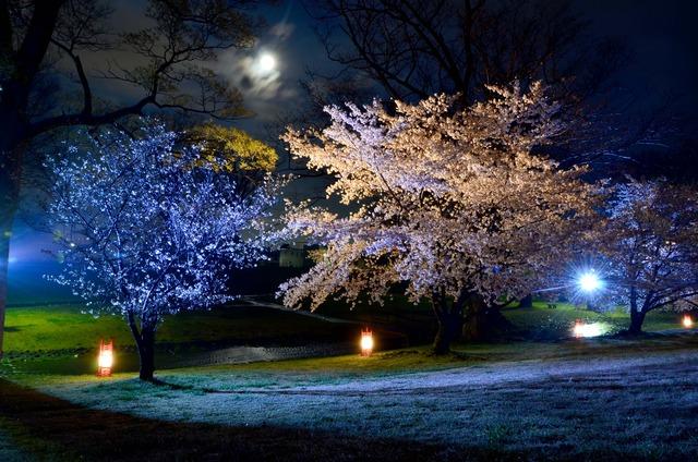 信玄堤のライトアップされた満開の夜桜の写真