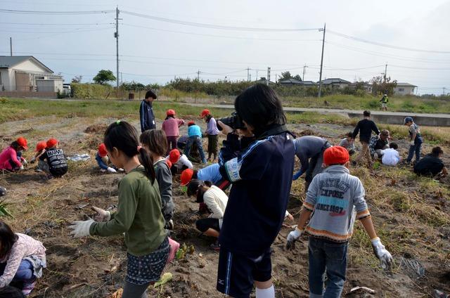 やはたいもを収穫している児童たちの写真