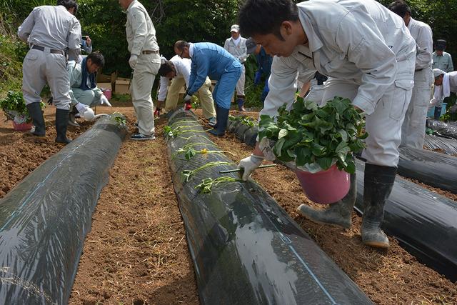 サツマイモ植え付けの様子の写真1