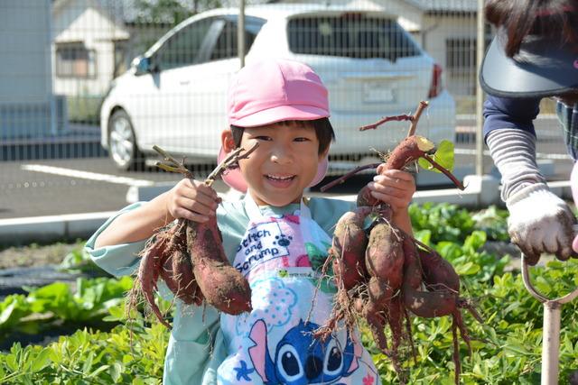 サツマイモの収穫の様子の写真4