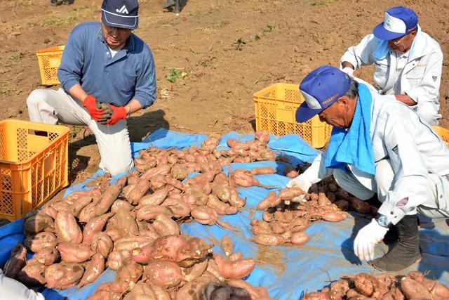 作業着の男性がブルーシートの上に収穫したサツマイモを並べている写真